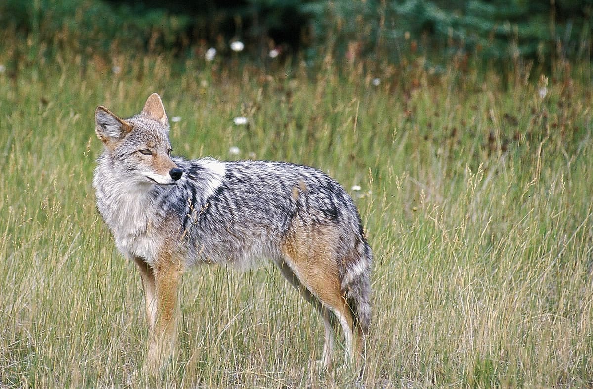 A coyote stands in a field in this undated file photo.