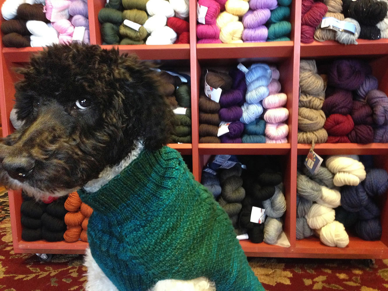 Toby, a 4-month-old standard poodle, wears his knitted sweater when he accompanies his owner, Ruthie Kolb, to the Knit Knack shop in Arvada, Colo.
