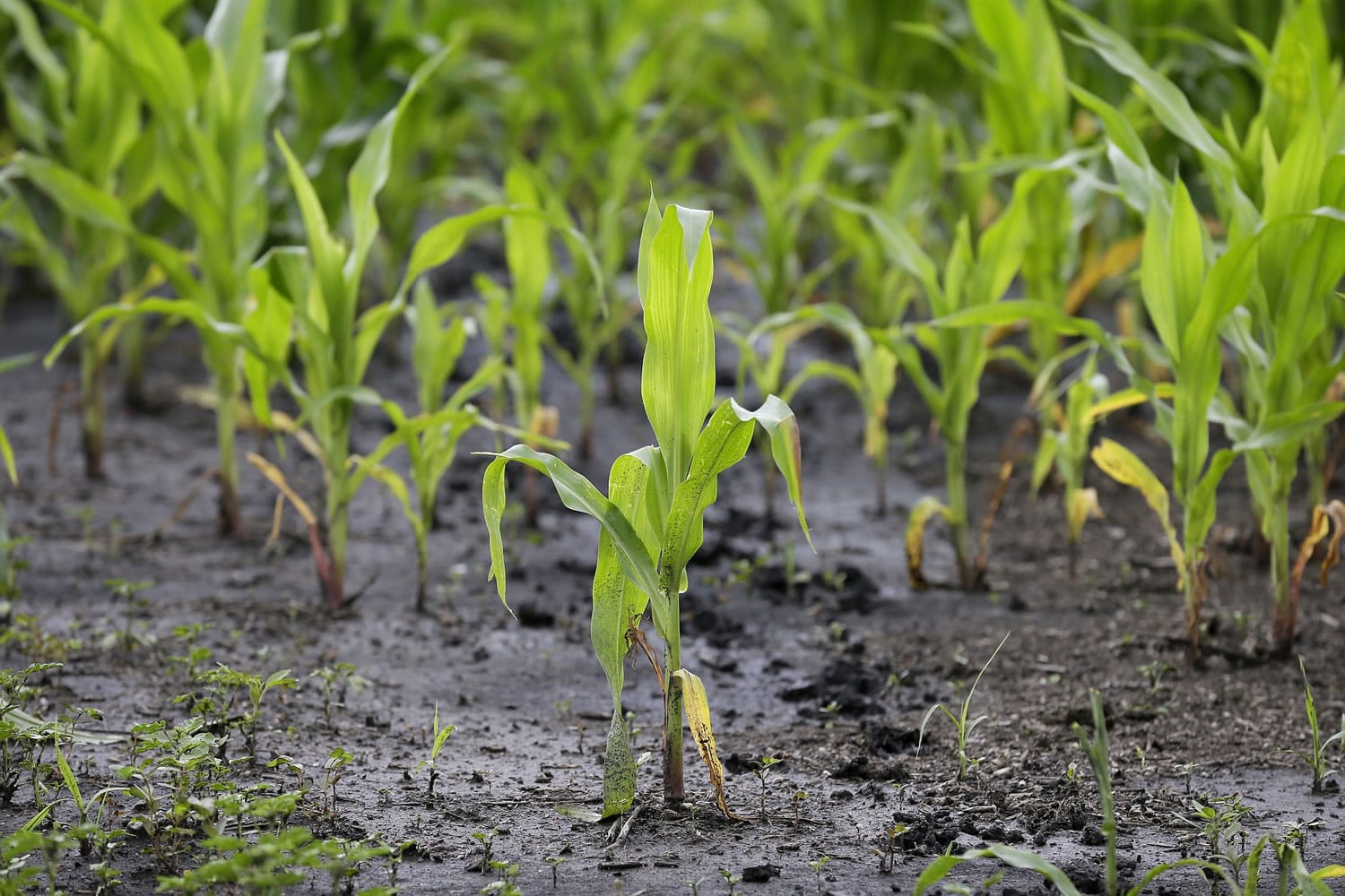 A corn plant sits in a muddy farm field, Monday, June 30, 2014, near Dallas Center, Iowa. The U.S. Department of Agriculture, in a report released Monday, says farmers are planting the smallest corn crop since 2010 but as expected have planted the largest soybean crop on record.