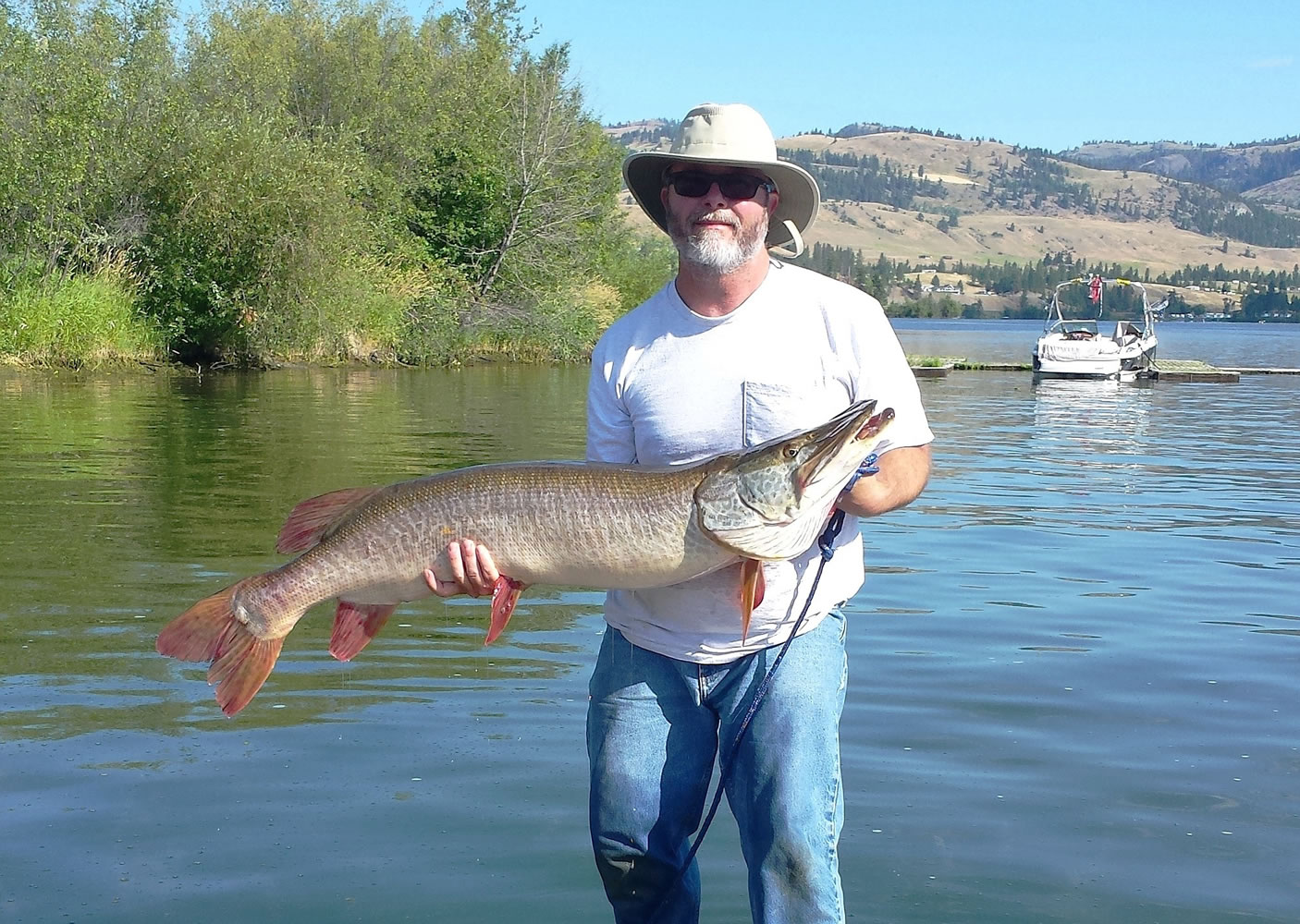 David Hickman holds his pending Washington-record tiger musky caught in late July at Curlew Lake in Ferry County.