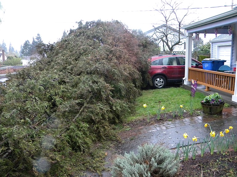 A tree downed by powerful wind gusts nearly caused damage to two cars and a house in the 3600 block of Northwest Grant Street.