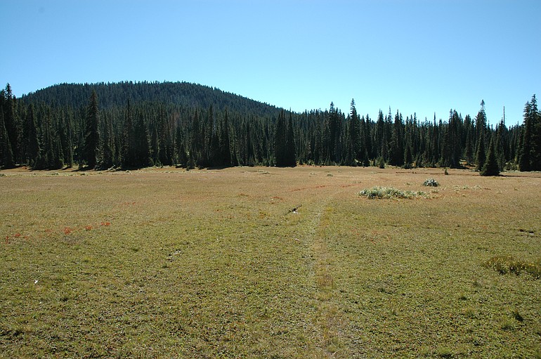 Meadows are Indian Heaven Wilderness' signature feature. This is the largest meadow in the wilderness.
