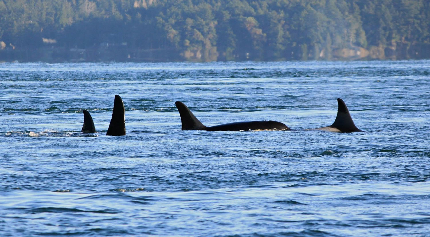 In this photo taken on Nov. 29, 2014, provided by San Juan Orcas, Puget Sound orcas known as the J-pod swim together in Spieden Channel, north of San Juan Island.