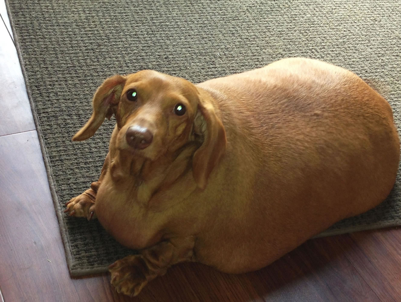 Dennis, a dachshund, rests on the ground in Columbus, Ohio.
