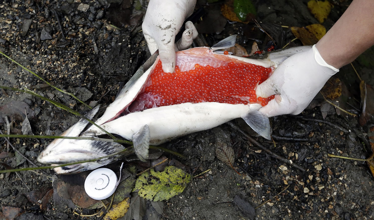 A researcher slices open the belly of a female coho found dead in Seattle's Longfellow Creek to reveal she was still full of eggs and had not spawned.