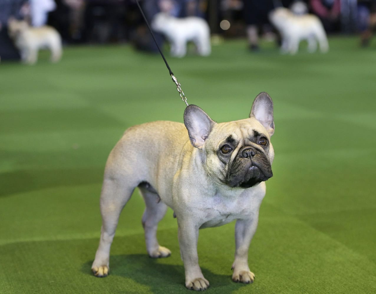 The French bulldog, a smaller, less jowly bulldog, has surged from 49th to ninth in a decade.