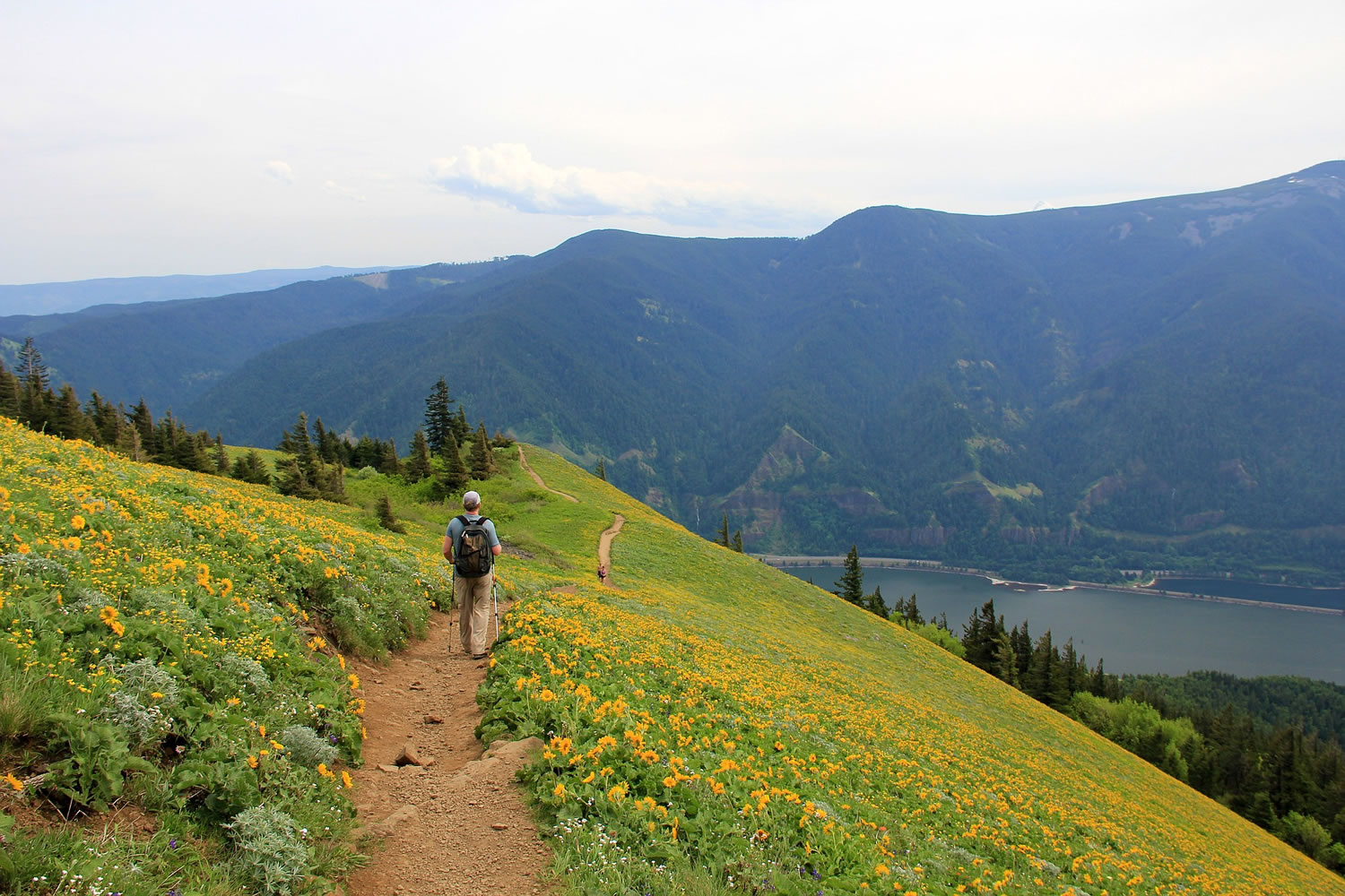 Dog Mountain, on the Washington side of the Columbia River Gorge, features a spectacular carpet of yellow balsamroot in May and early June.