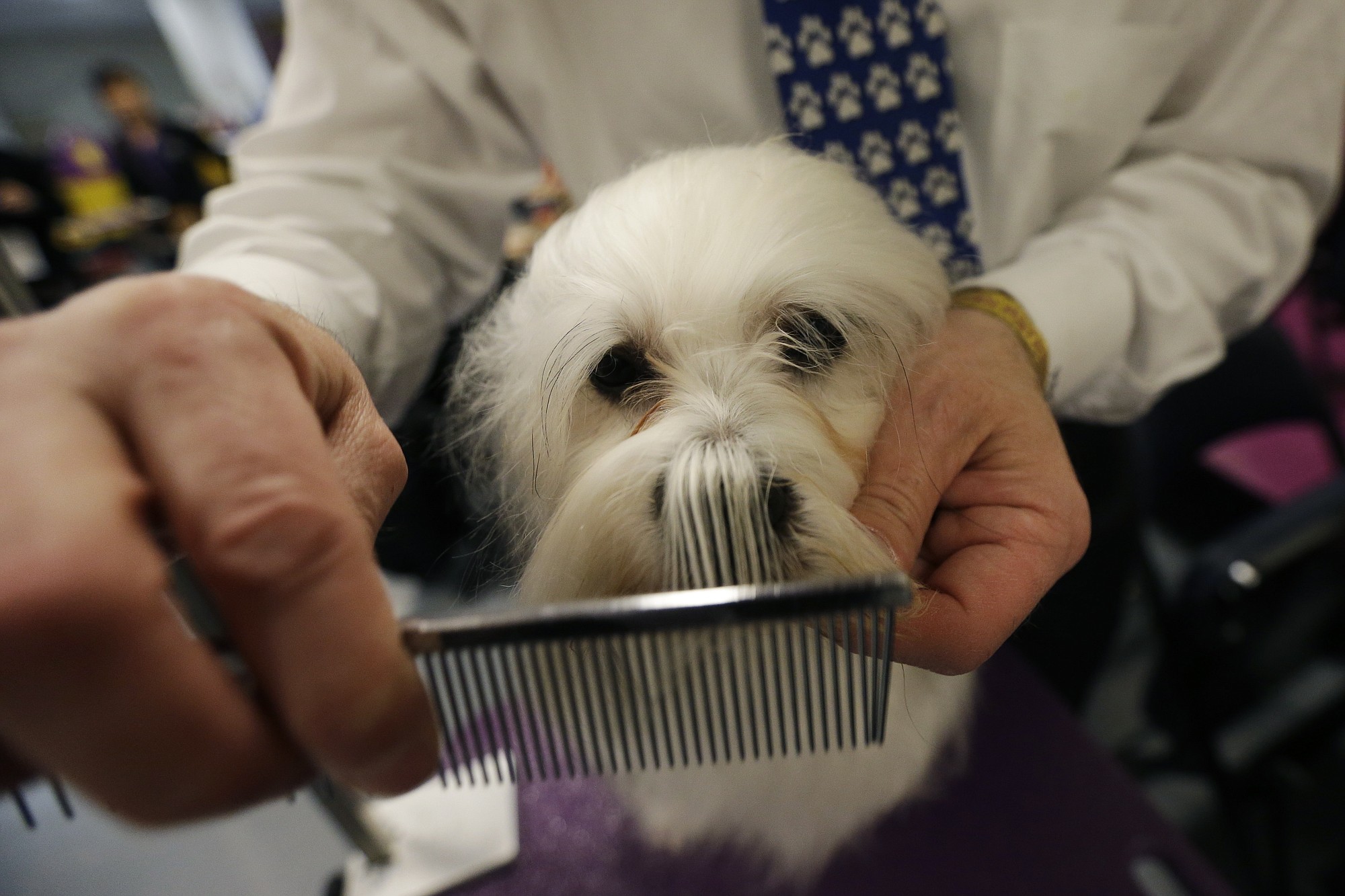 Victor Helu, of Bohemia, N.Y., grooms Panda, a Lowchen, in the benching area of the Westminster Kennel Club dog show Monday at Madison Square Garden in New York.