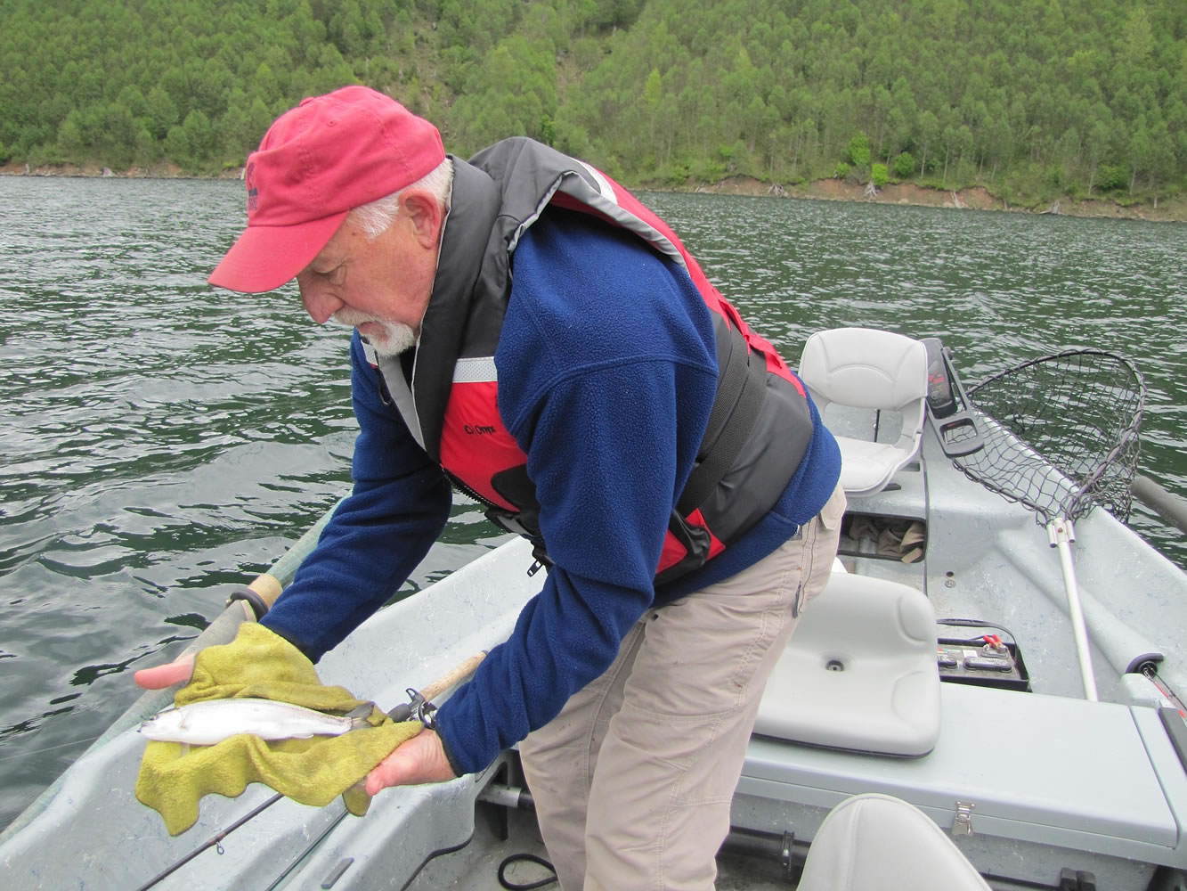 Ed Wickersham holds a rainbow trout prior to release back into Coldwater Lake on the north side of Mount St.