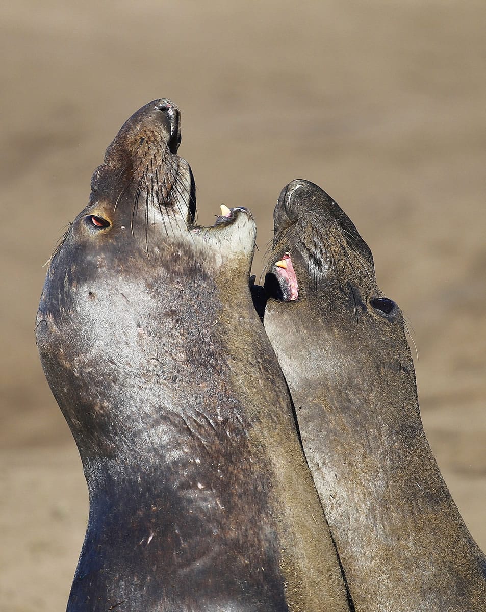 Two northern elephant seals interact along a beach at Ano Nuevo State Park in Pescadero, Calif., earlier this month.