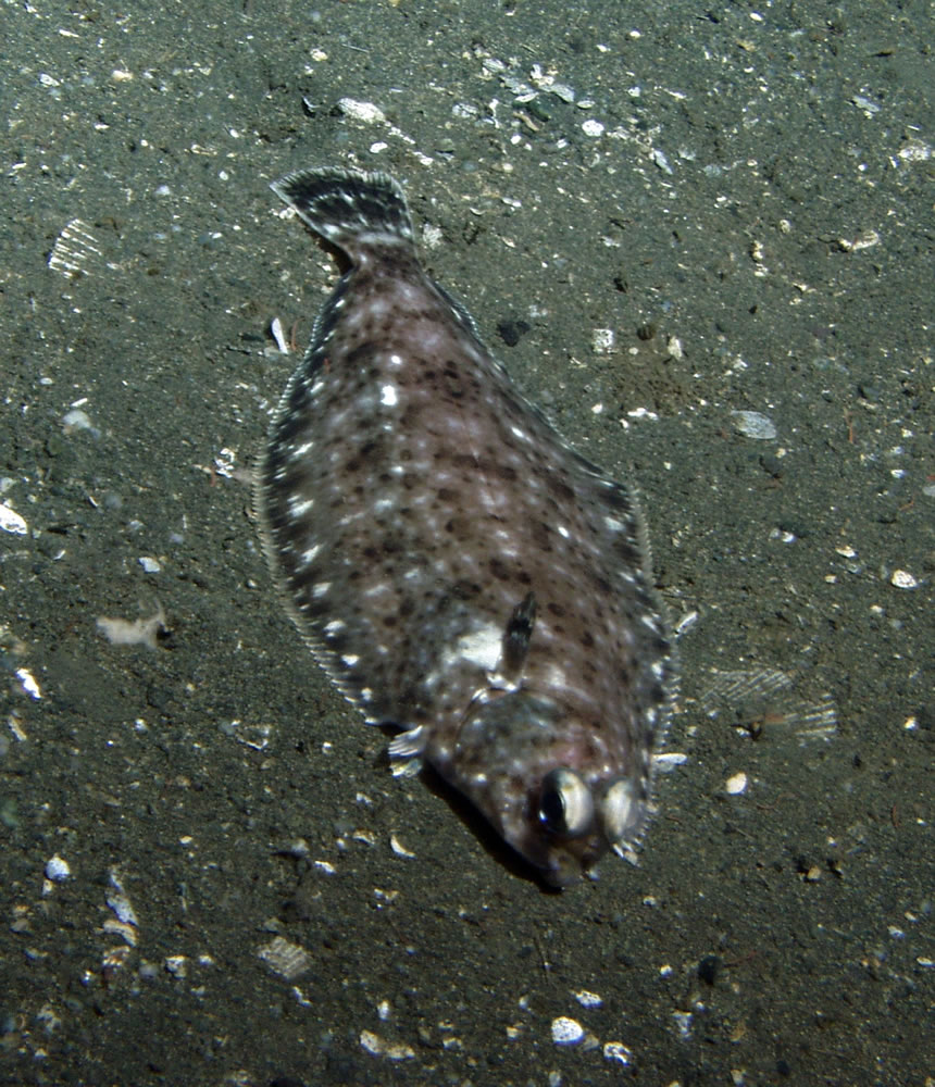 A Dover sole lays on the ocean bottom 990 feet deep in the Cordell Bank National Marine Sanctuary off Northern California.