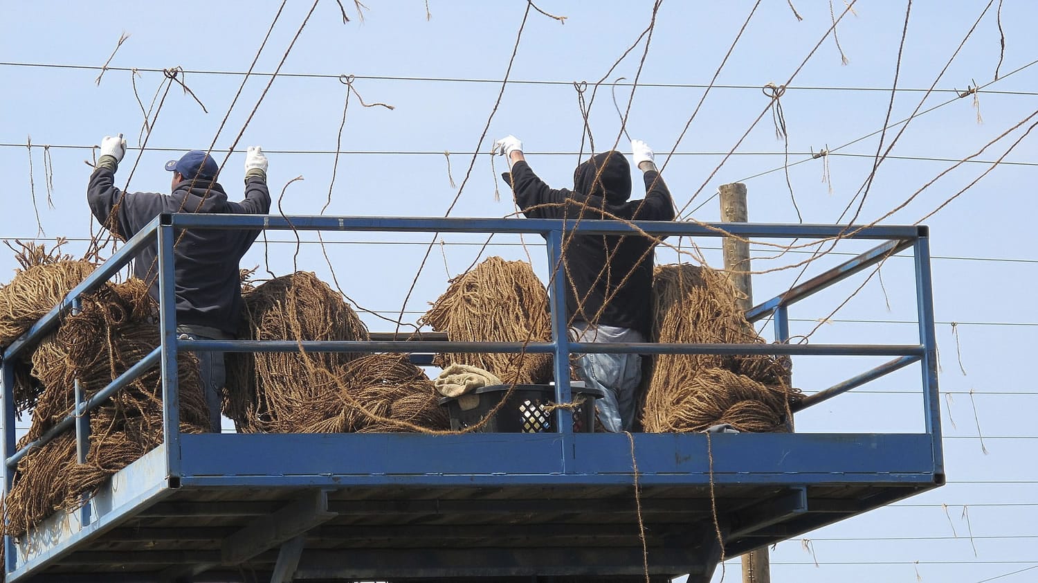 Farmworkers hang twine from the trellis of a new hop field in April in Moxee.