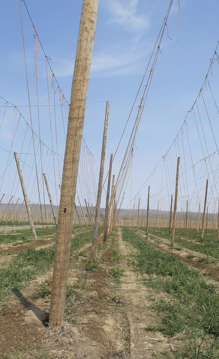 Lines are strung in a hop field in Moxee. Spectacular growth in production of craft beer across the U.S.