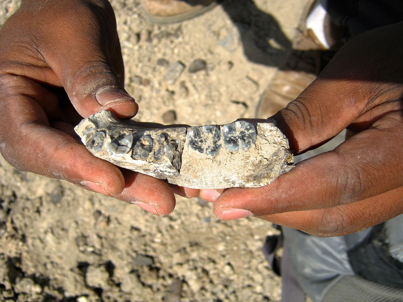 The LD 350-1 mandible is shown in 2013.