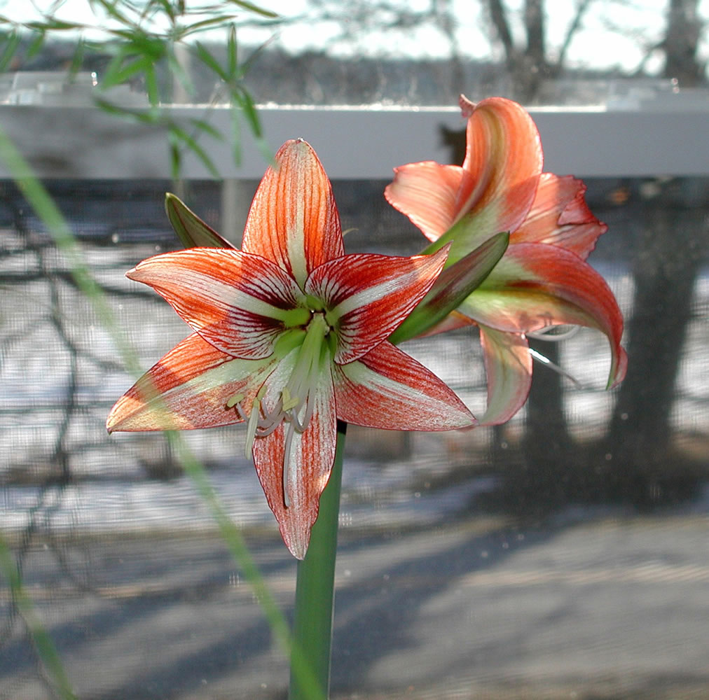 As soon as you have new amaryllis bulbs, pot them, and in a few months, the trumpets will unfold.
