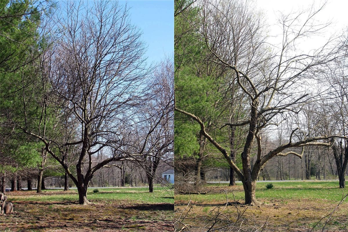 Before and after: With some of its larger limbs cut back and smaller branches thinned to let in light and air, this old apple tree is on its way to bearing apples again.