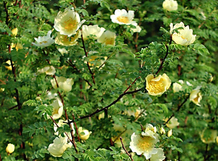 These sunny yellow flowers are just two of many qualities of a Father Hugo's rose.
