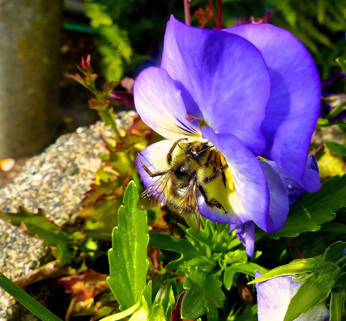 A bumblebee gathering pollen from a pansy-filled pot near Langley. Changing land use, viruses and pesticides are causing massive pollinator losses. Restoring the honeybee population is drawing the most emphasis but native bee species also are disappearing.