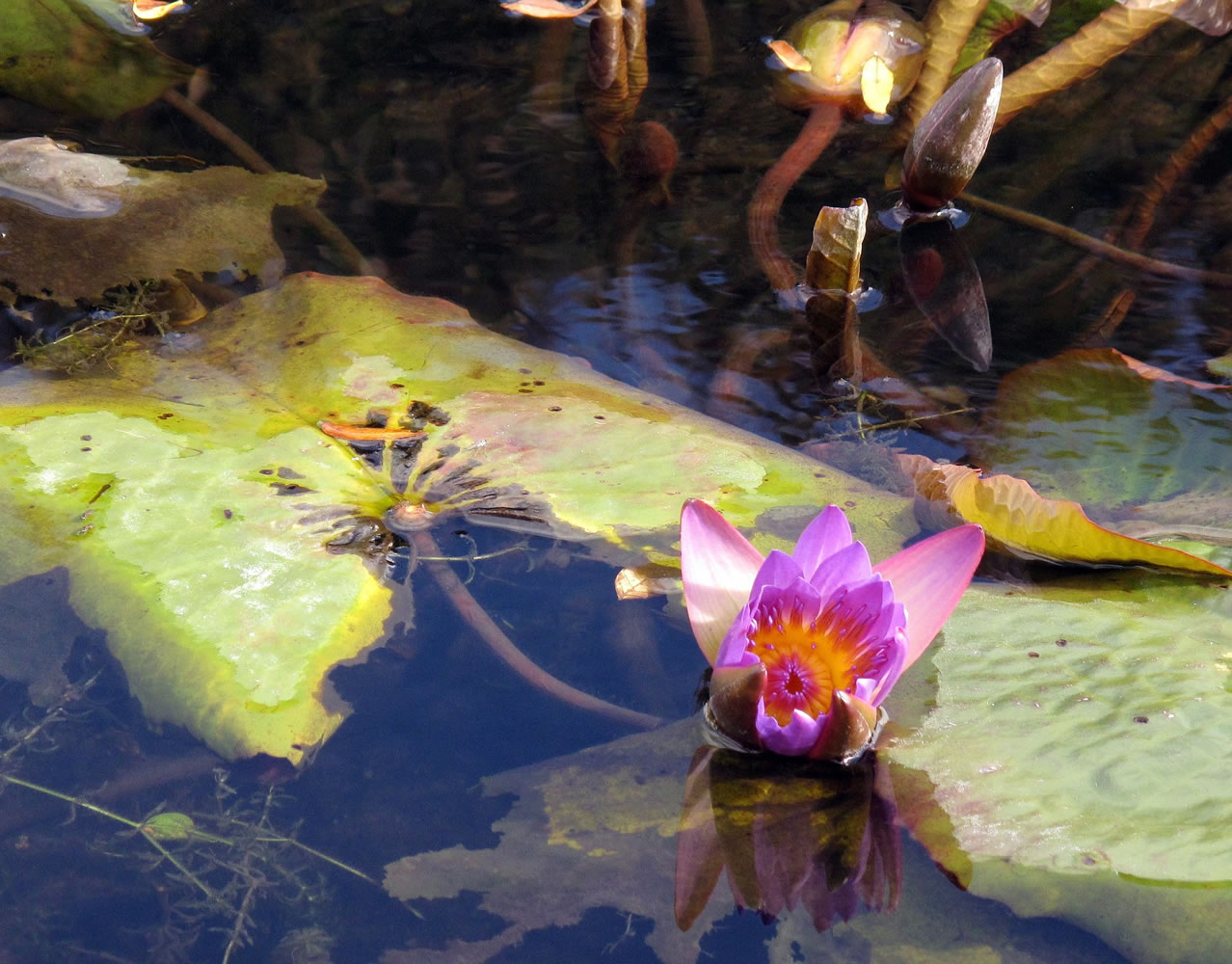 Hardy plants such as these water lilies in the Brooklyn Botanical Garden in New York can be repositioned into deeper water to avoid potentially fatal ice buildups.