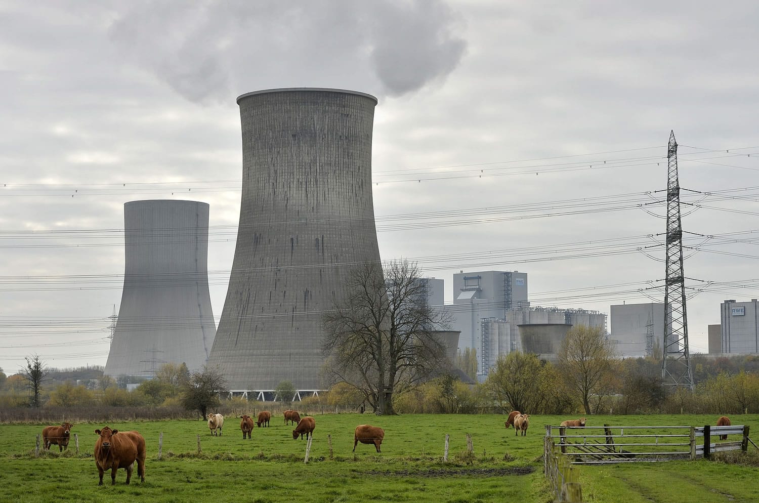 Cows stand in front of the latest coal-fired power station of German power provider RWE in Hamm, Germany.