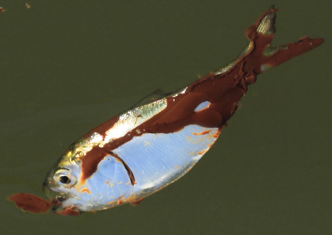 A small oil-covered fish floats on the water's surface at Bay Long off the coast of Louisiana following a deadly April 20, 2010 explosion at the BP Deepwater Horizon offshore platform.