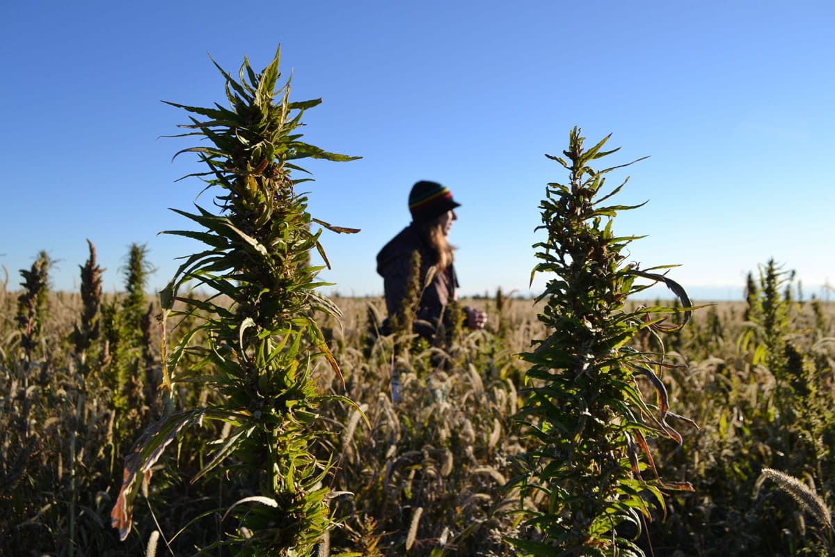 FILE - In this Oct. 5, 2013 file photo, a volunteer walks through a hemp field at a farm in Springfield, Colo.One of Oregon&iacute;s first hemp farmers says a lack of seed is making it tough to get going. Josephine County Commissioner Cheryl Walker says that fertile seed is expensive and hard to come by, because the federal government prohibits imports. Harvesting machinery is expensive, and there is no plant in Oregon to process the plants into fiber, seed and oil.  (AP Photo/P.
