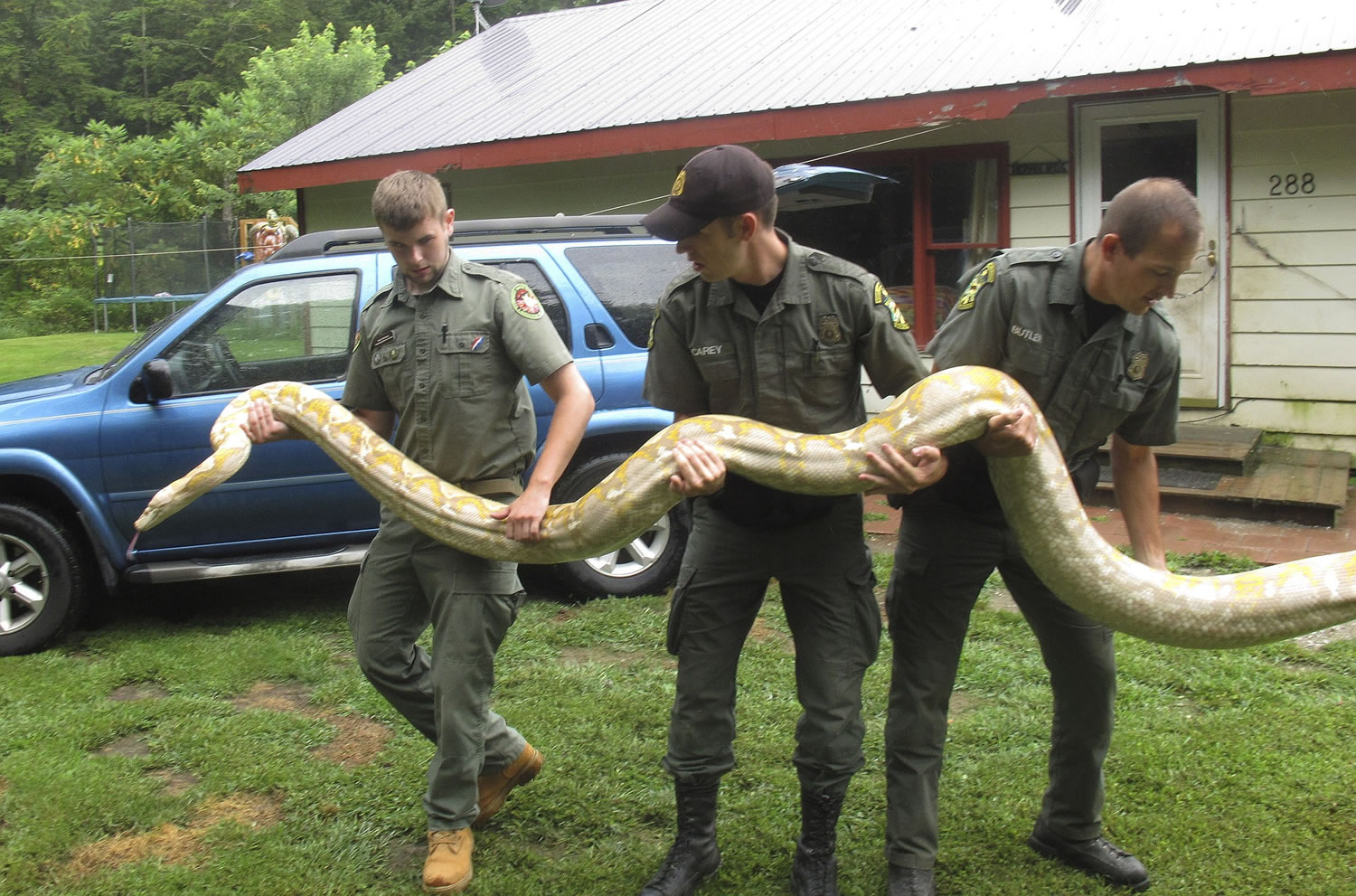 Mack Ralbovsky, from left, of Rainforest Reptile Shows, gets assistance from Vermont game wardens Tim Carey and Wes Butler as they remove a reticulated python, between 17 and 18 feet long, from a home Tuesday.