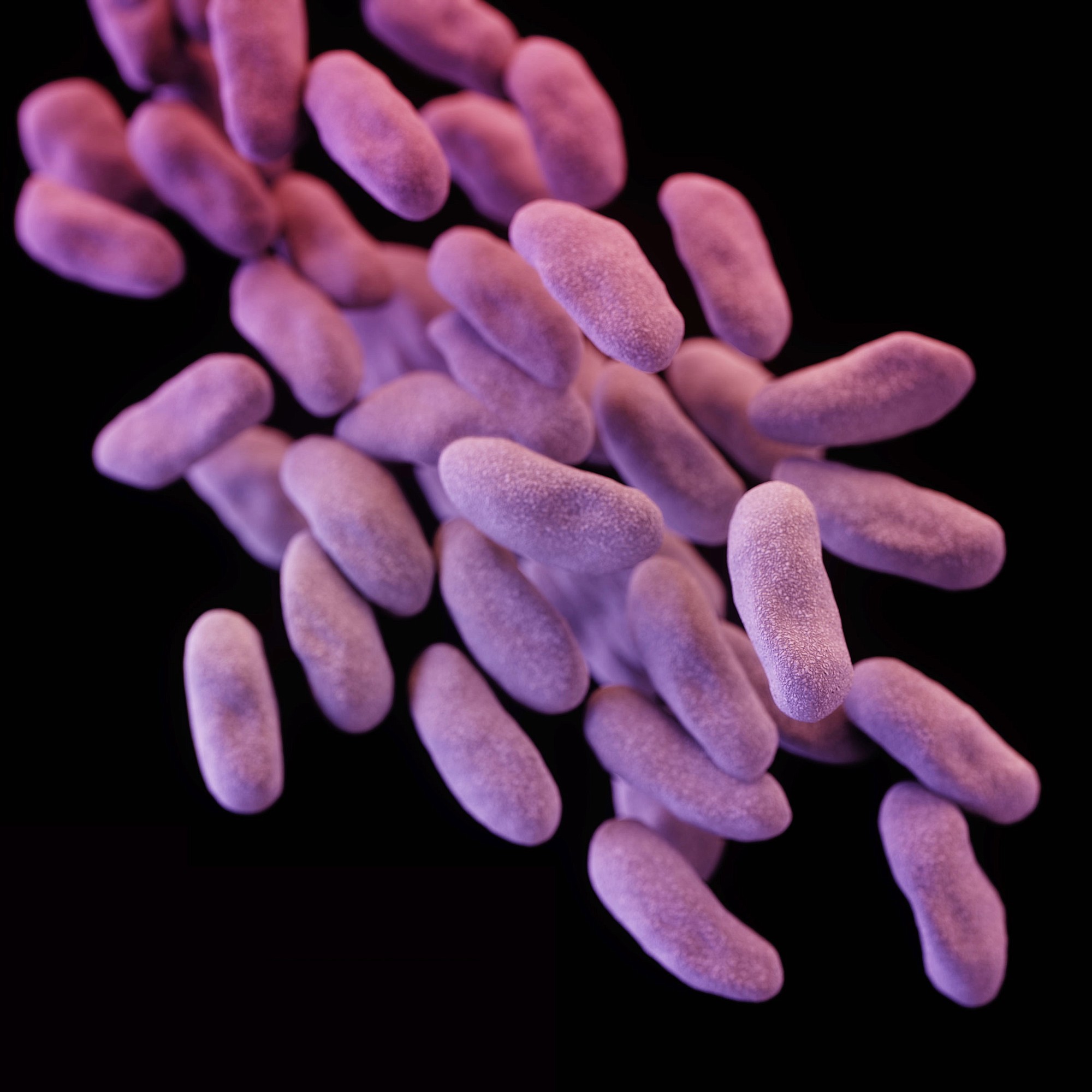 This illustration released by the Centers for Disease Control depicts a 3-D computer-generated image of a group of carbapenem-resistant Enterobacteriaceae bacteria. The artistic recreation was based upon scanning electron micrographic imagery.