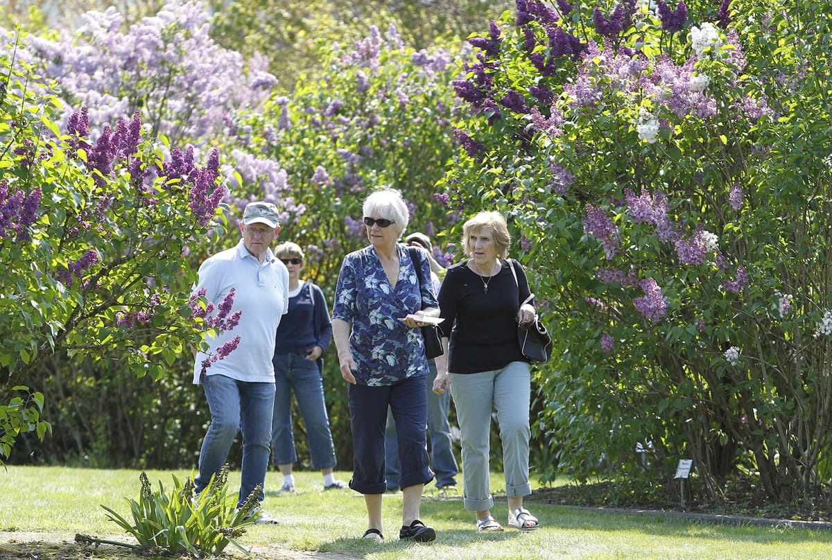 Patrons take in the sights and smells at the first weekend of the annual Lilac Days at the Hulda Klager Lilac Gardens in Woodland.