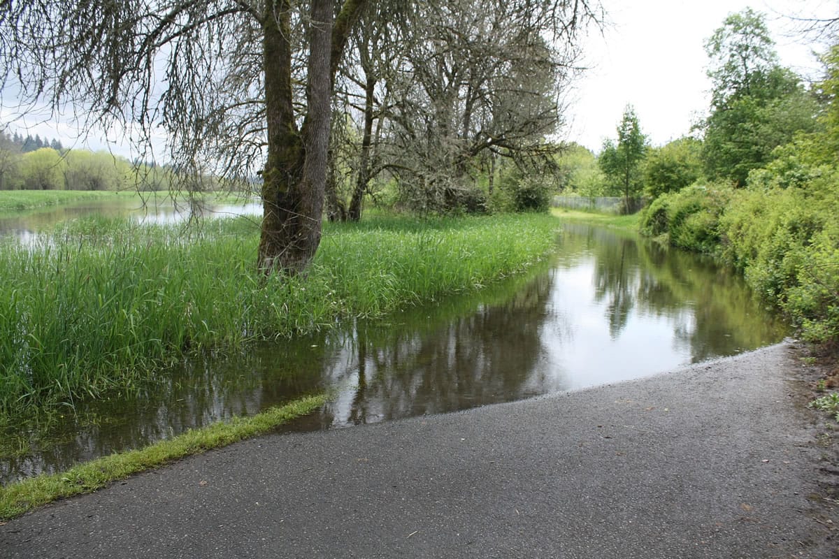 Backwater from Columbia River tides have flooded up to a 1.5-mile portion of the Salmon Creek Greenway Trail.