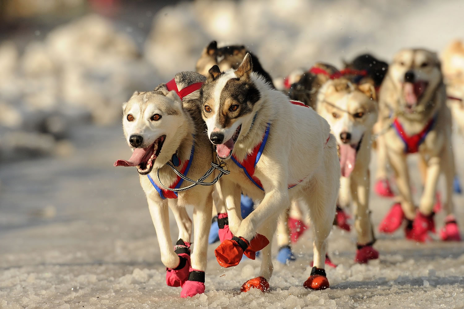 The sled dogs of rookie musher Alan Eischens, from Wasilla, Alaska, storm down 4th Avenue in Anchorage, Alaska, at the start of the 2015 Iditarod Sled Dog Race on Saturday.