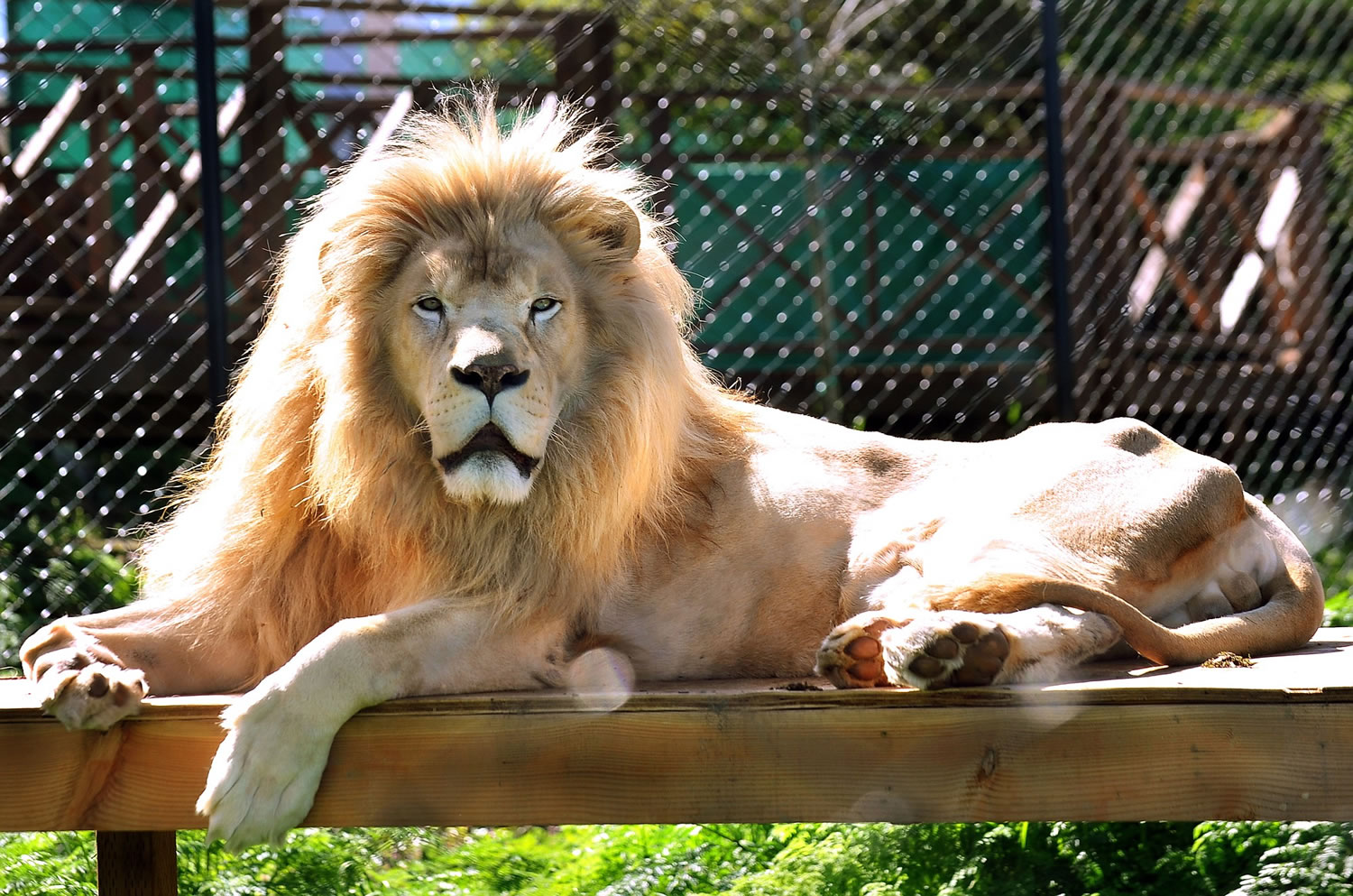 Lufuno, a white lion, watches Walking With Lions sanctuary workers prepare for his and six tawny lionesses' departure Thursday in Phoenix, Ore.