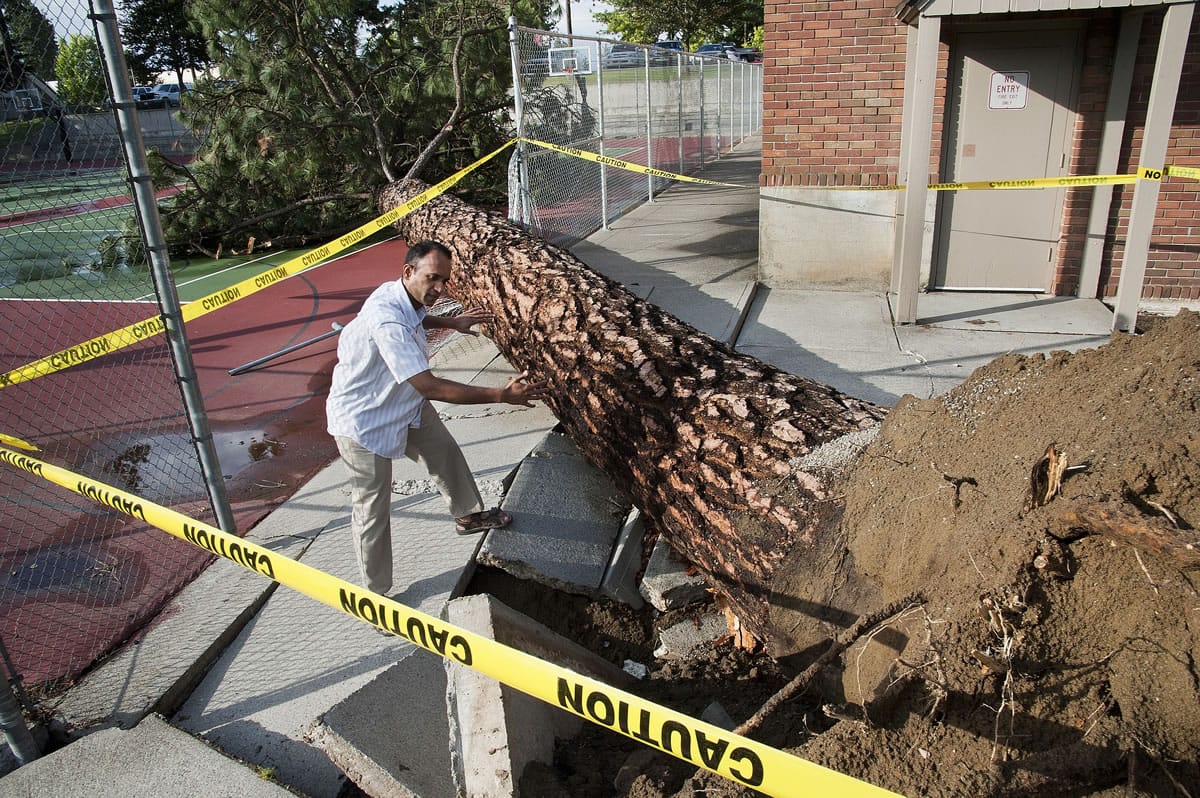 Whitworth University physics professor Kamesh Sankaran gathers up-close information on a fallen pine tree outside Graves Gym on Wednesday on the school's campus in Spokane.
