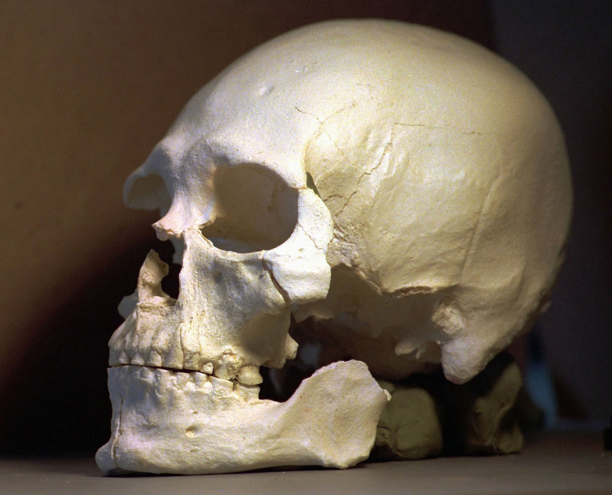 A casting of the skull of &quot;Kennewick Man&quot; is seen in July 1997 in Richland.