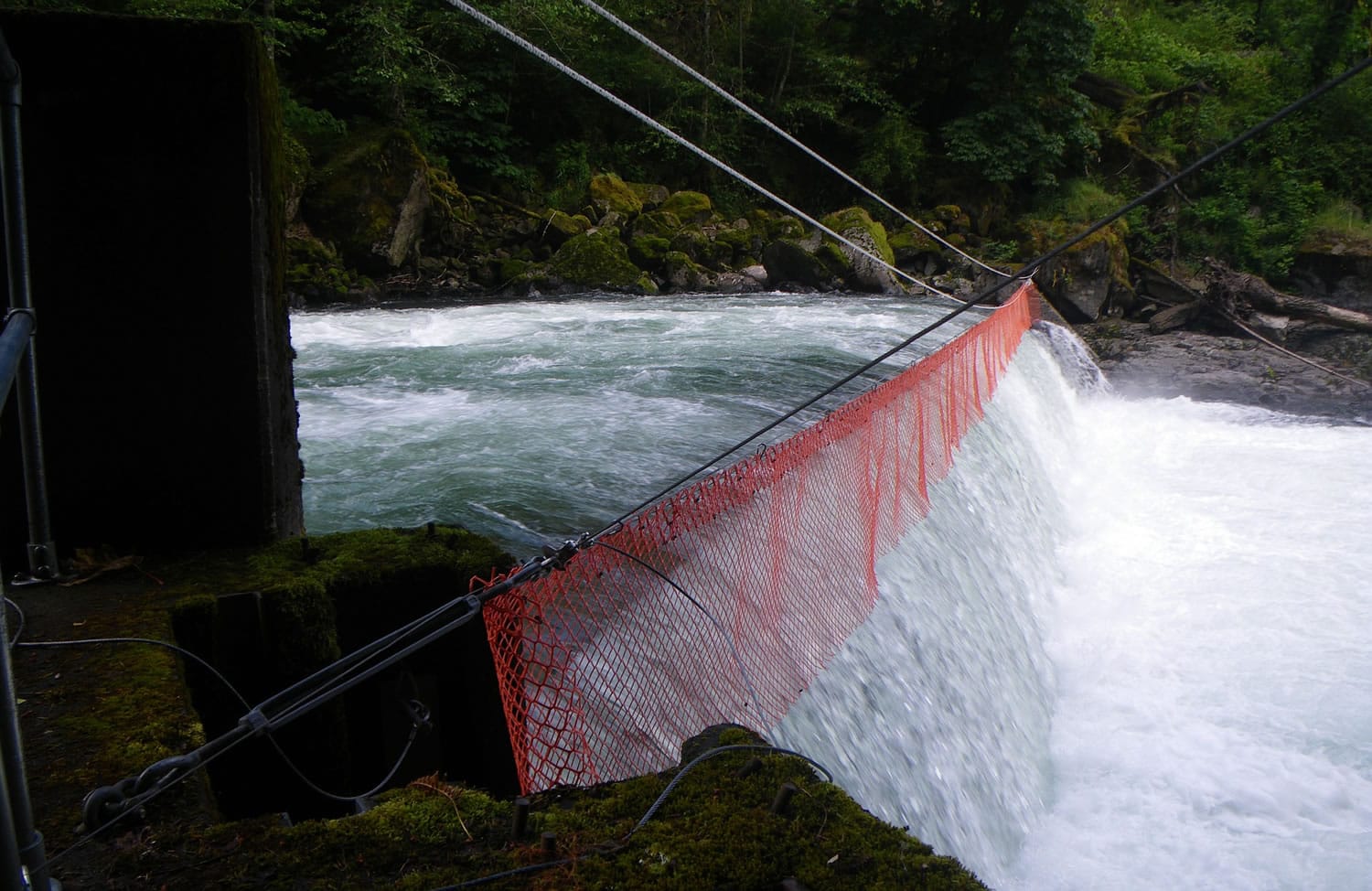 The fish barrier at Kalama Falls Hatchery is ineffective at preventing summer steelhead from moving into the upper river.