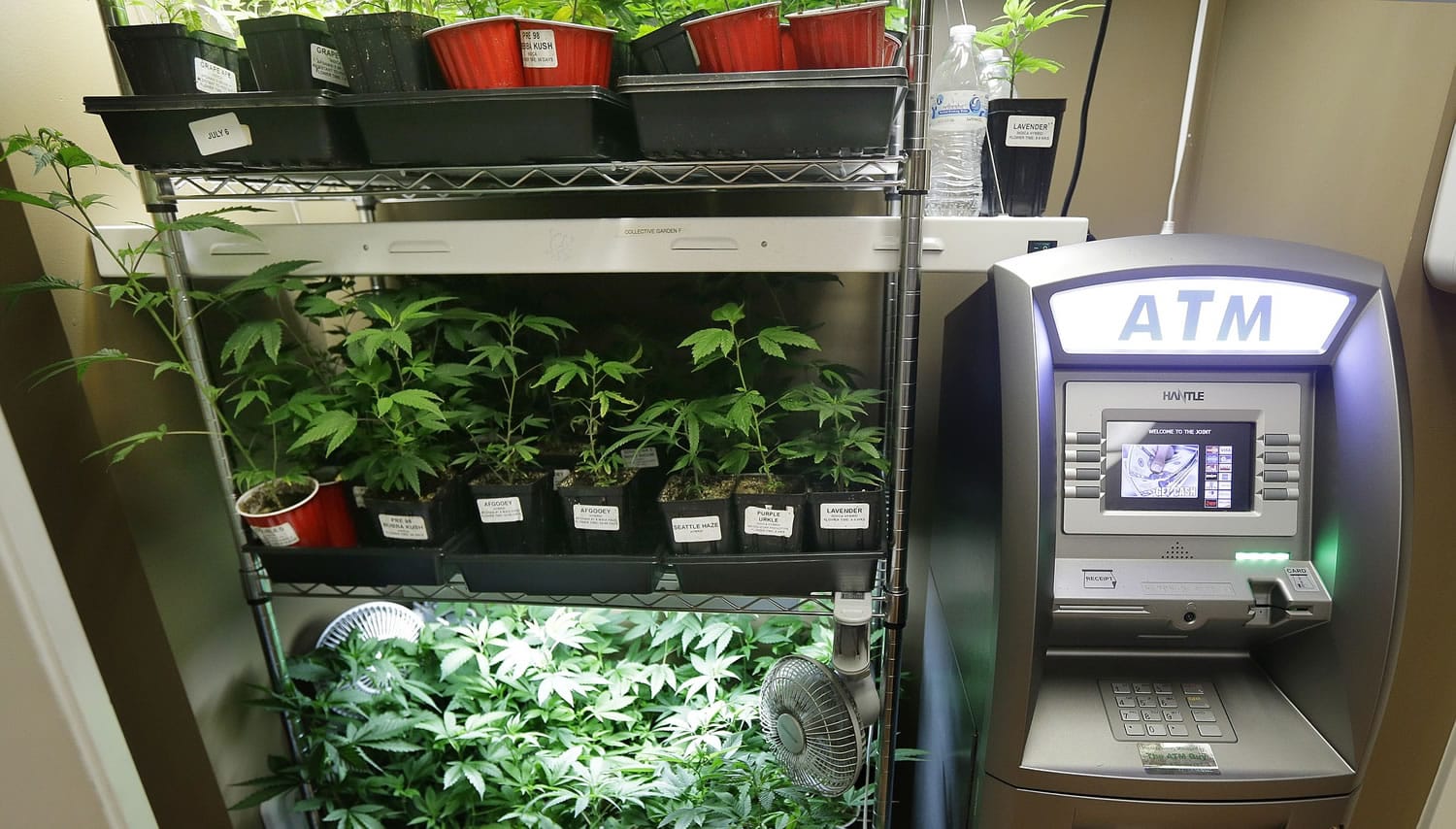 An ATM sits next to a rack of marijuana clone plants that are used to grow medical marijuana at The Joint, a medical marijuana dispensary in Seattle.