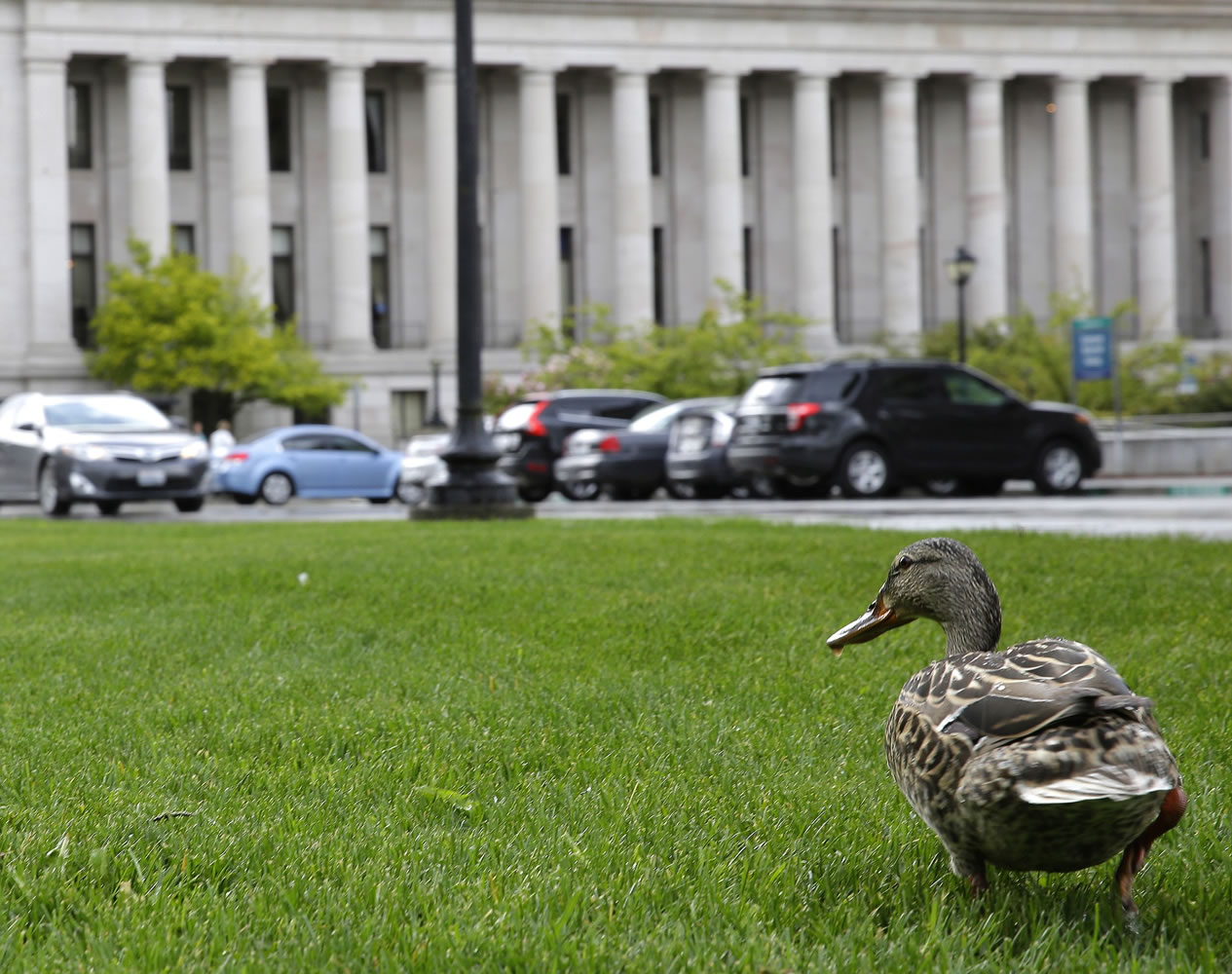 A duck walks on the grass near the legislative building Friday at the Capitol in Olympia.