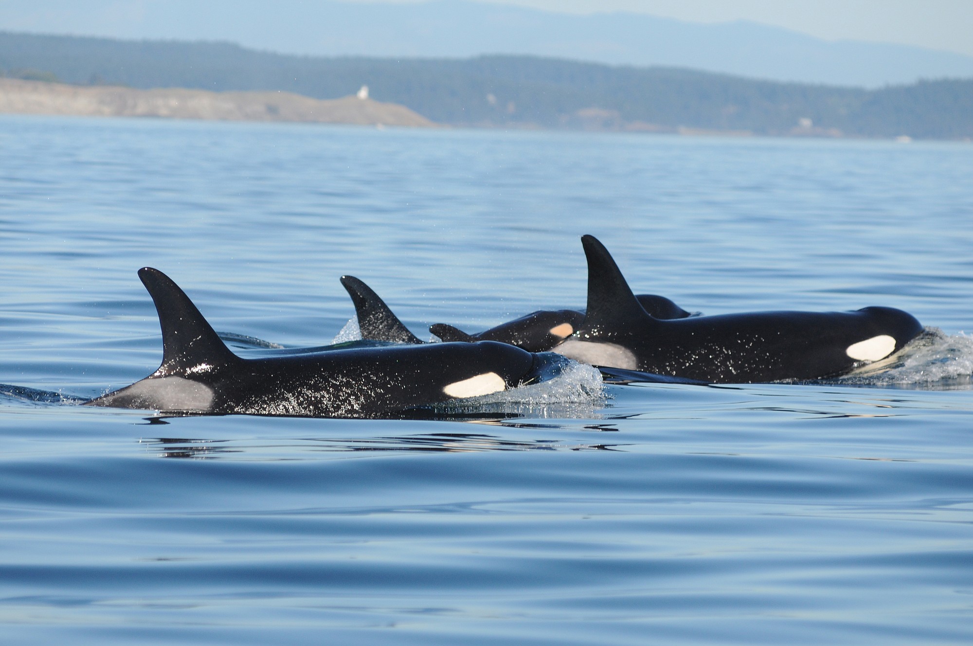 A baby orca swims between two adults in the waters of Puget Sound near Seattle on Sept.