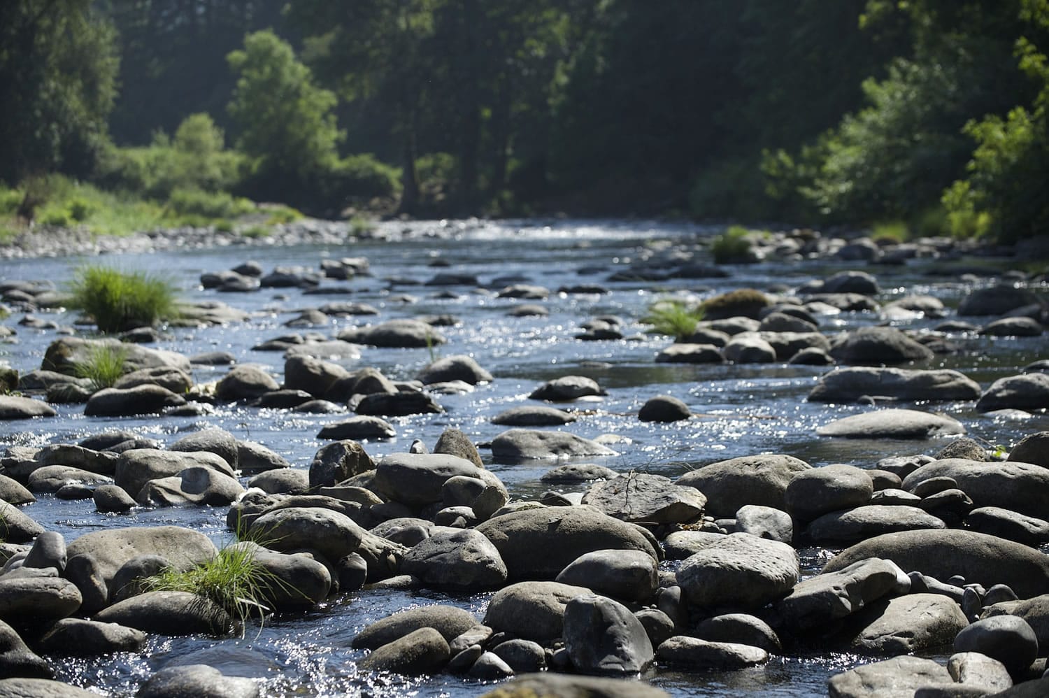 The Washougal River, shown here in late June, is among the waterways being watched closely due to high water temperatures and low flows amid drought conditions.