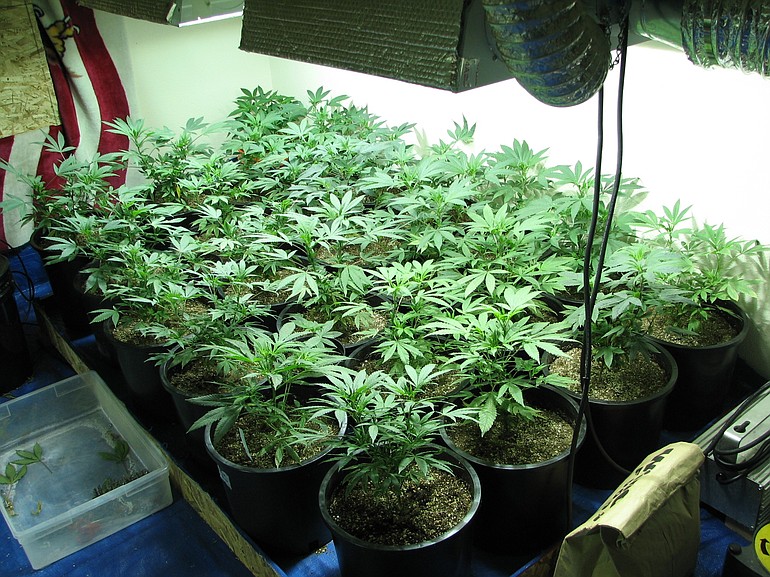 The Clark-Skamania Drug Task Force seized about 130 marijuana plants from a Vancouver home Thursday.