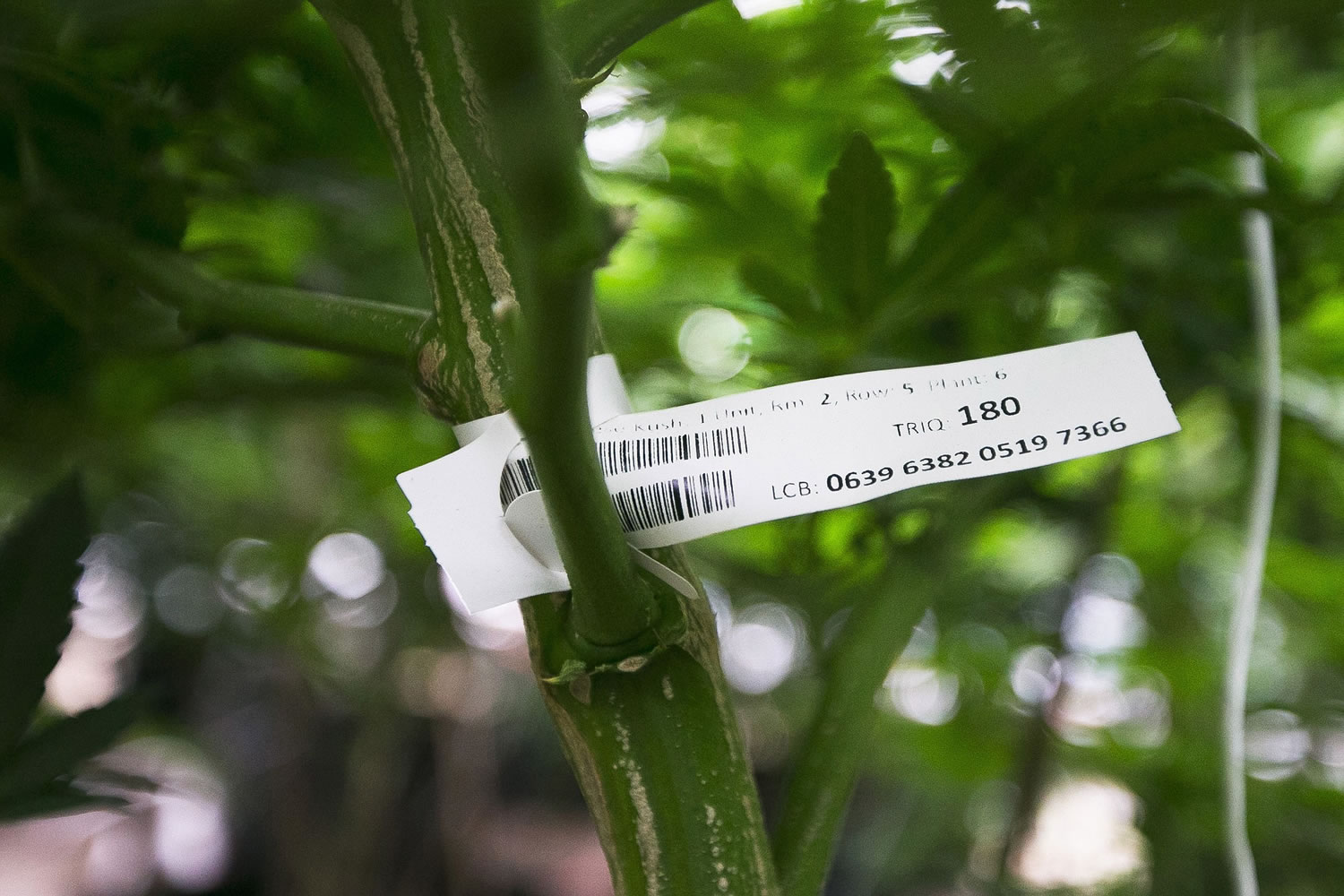 A barcode is seen at the base of the marijuana plant at Life Gardens near Ellensburg.
