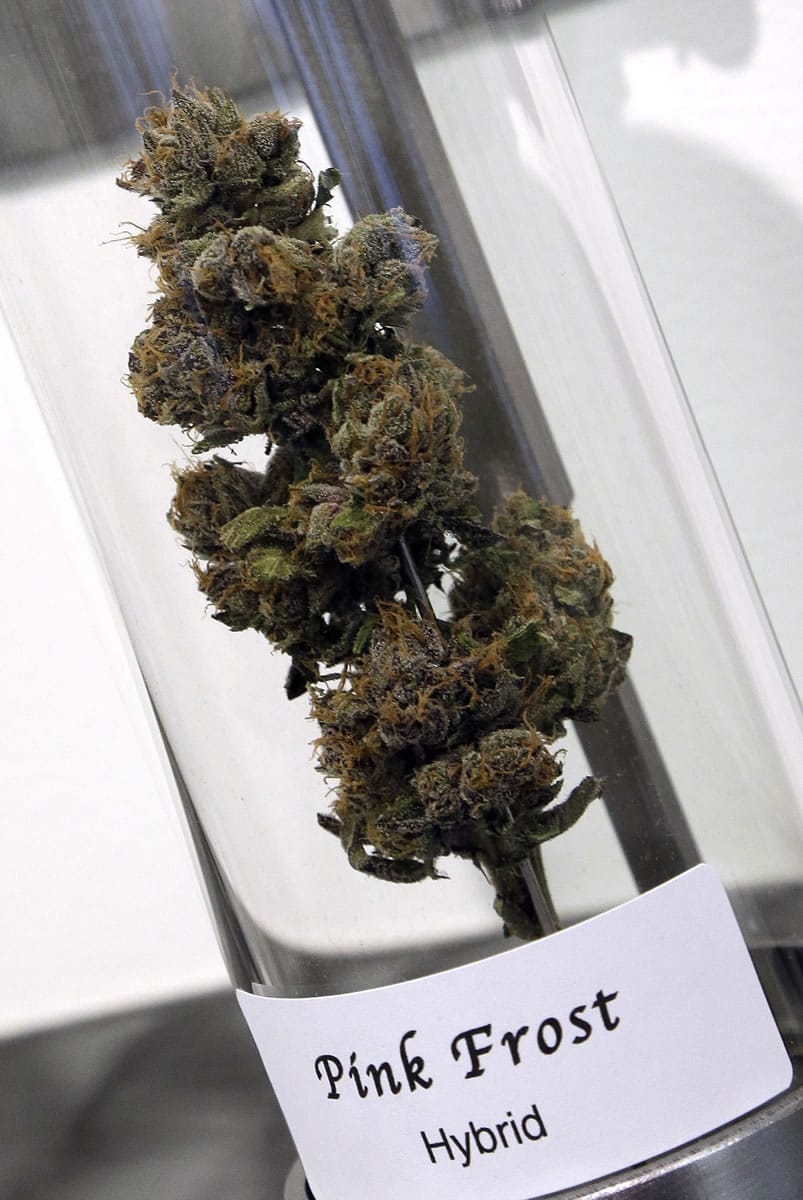 A sample of cannabis appears on display Nov. 5 at Shango Premium Cannabis dispensary in Portland. The U.S. Justice Department said Thursday that Indian tribes can grow and sell marijuana on their lands, as long as they follow the same federal conditions laid out for states that have legalized the drug.