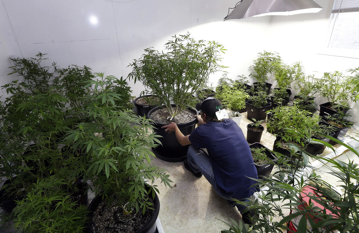 File photos/Associated Press
Johnnie Seitz moves a mother marijuana plant that was used to produce small clone plants at Sea of Green Farms, a recreational pot grower in Seattle.
