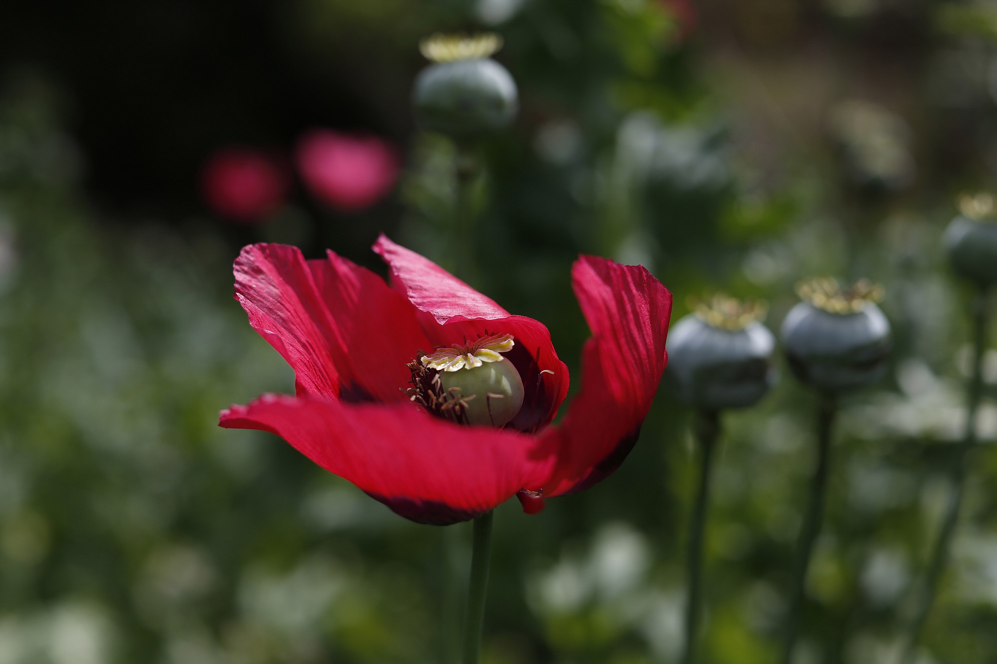 Poppy flowers grow in the mountains of the Sierra Madre del Sur in Guerrero state, Mexico.