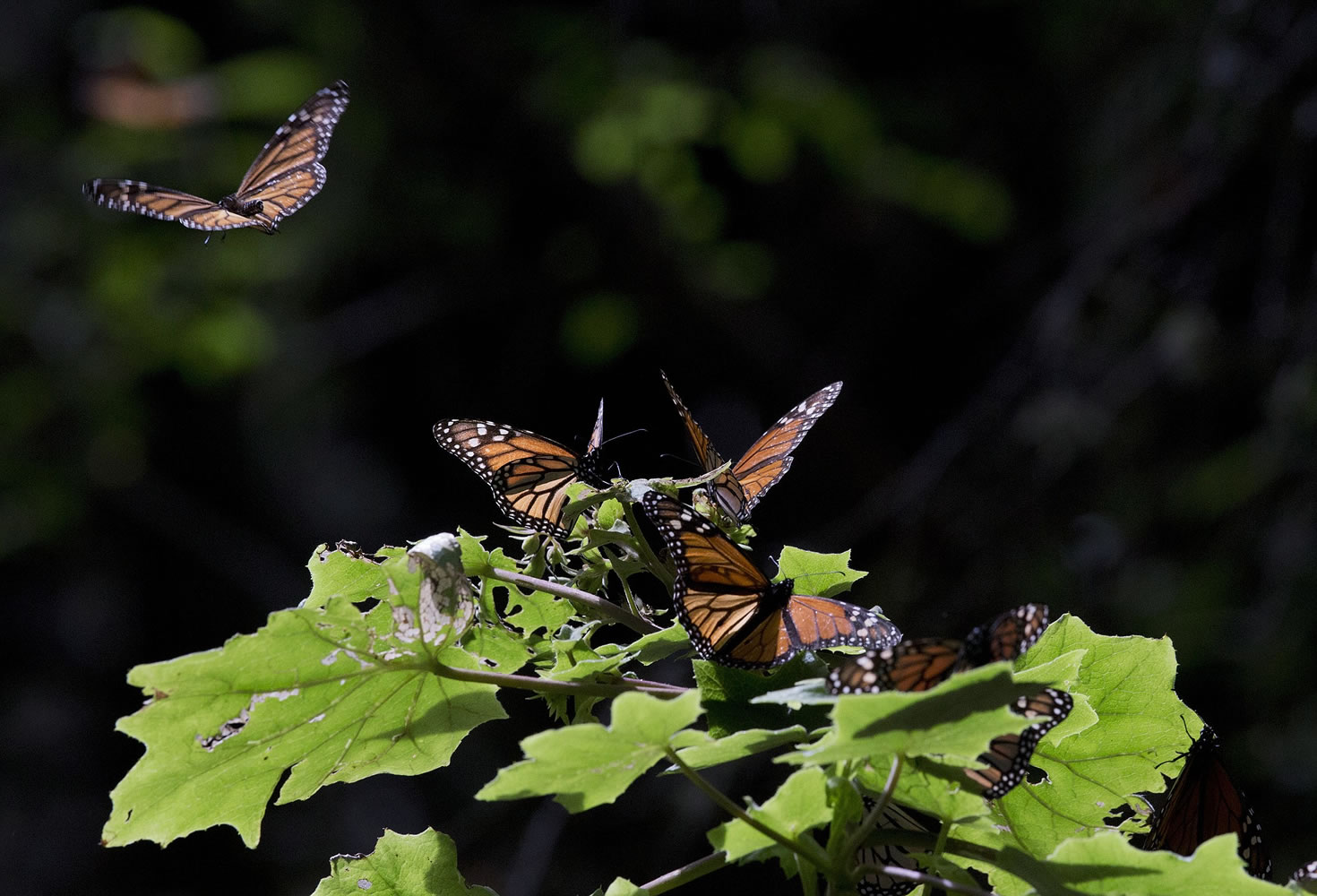 A monarch butterfly takes flight in Mexico.