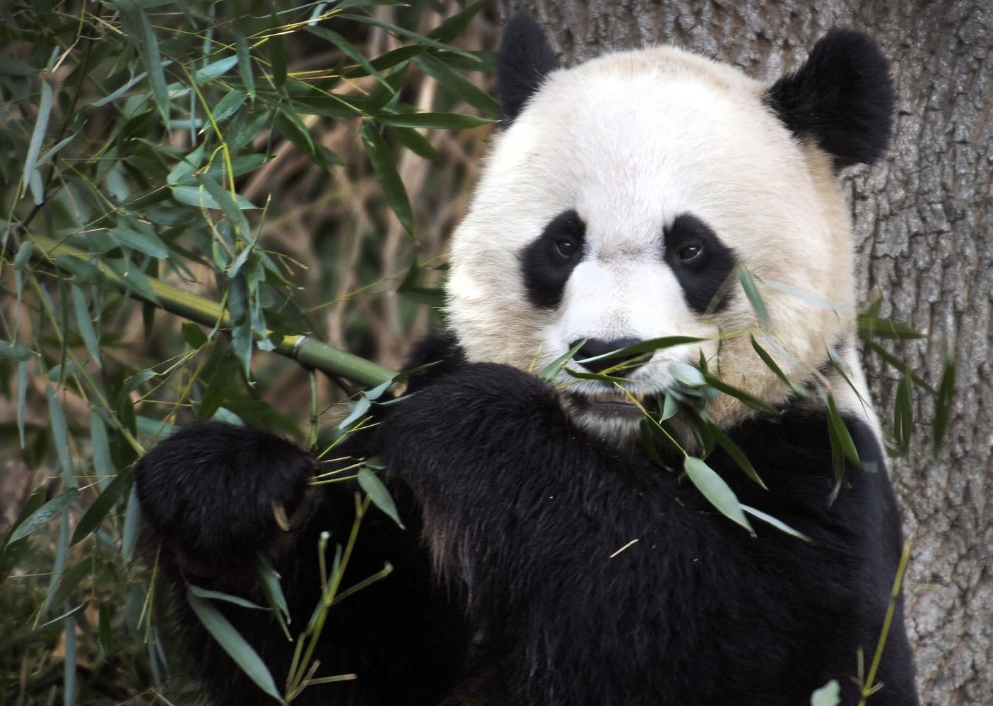 Associated Press files
Mei Xiang, the female giant panda at the Smithsonian's National Zoo in Washington, is pregnant again, officials believe. Her last cub, Bao Bao, was born in 2013.