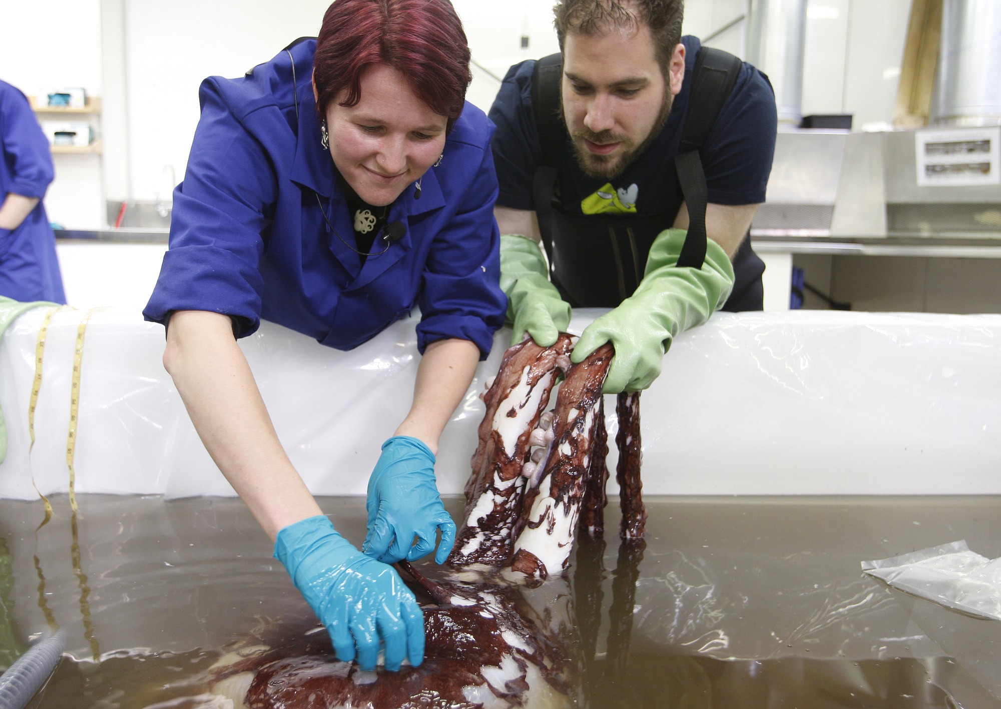 Scientist Kat Bolstad, left, from the Auckland University of Technology, and student Aaron Boyd Evans examine a colossal squid at a national museum facility Tuesday, Sept. 16, in Wellington, New Zealand.  The colossal squid, which weighs 770 pounds and is as long as a minibus, is one of the sea's most elusive species.