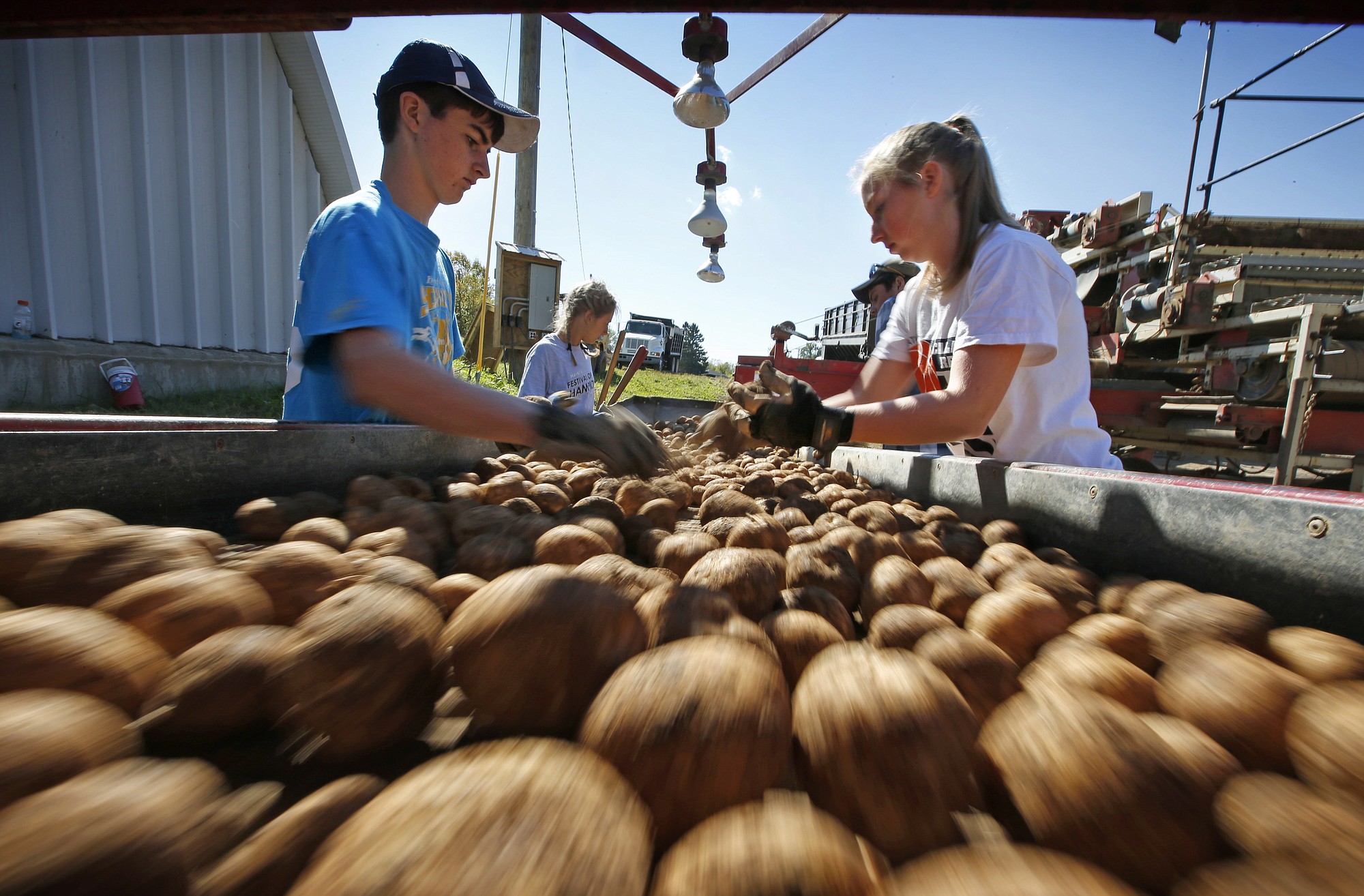 High school students pulls rocks and unwanted materials from a conveyor belt moving potatoes into storage facility in Mapleton, Maine.