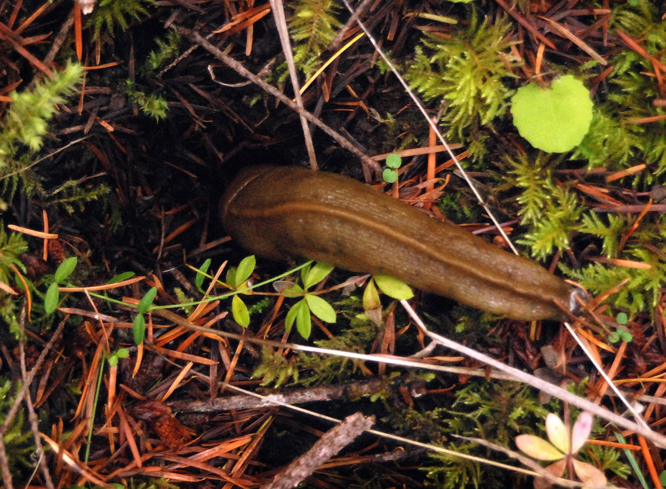Jeff Barnard /Associated Press files
A 4-inch-long banana slug slithers its way into a hole in November 2009 on the Van Eck Oregon Forest near Burnt Woods, Ore.