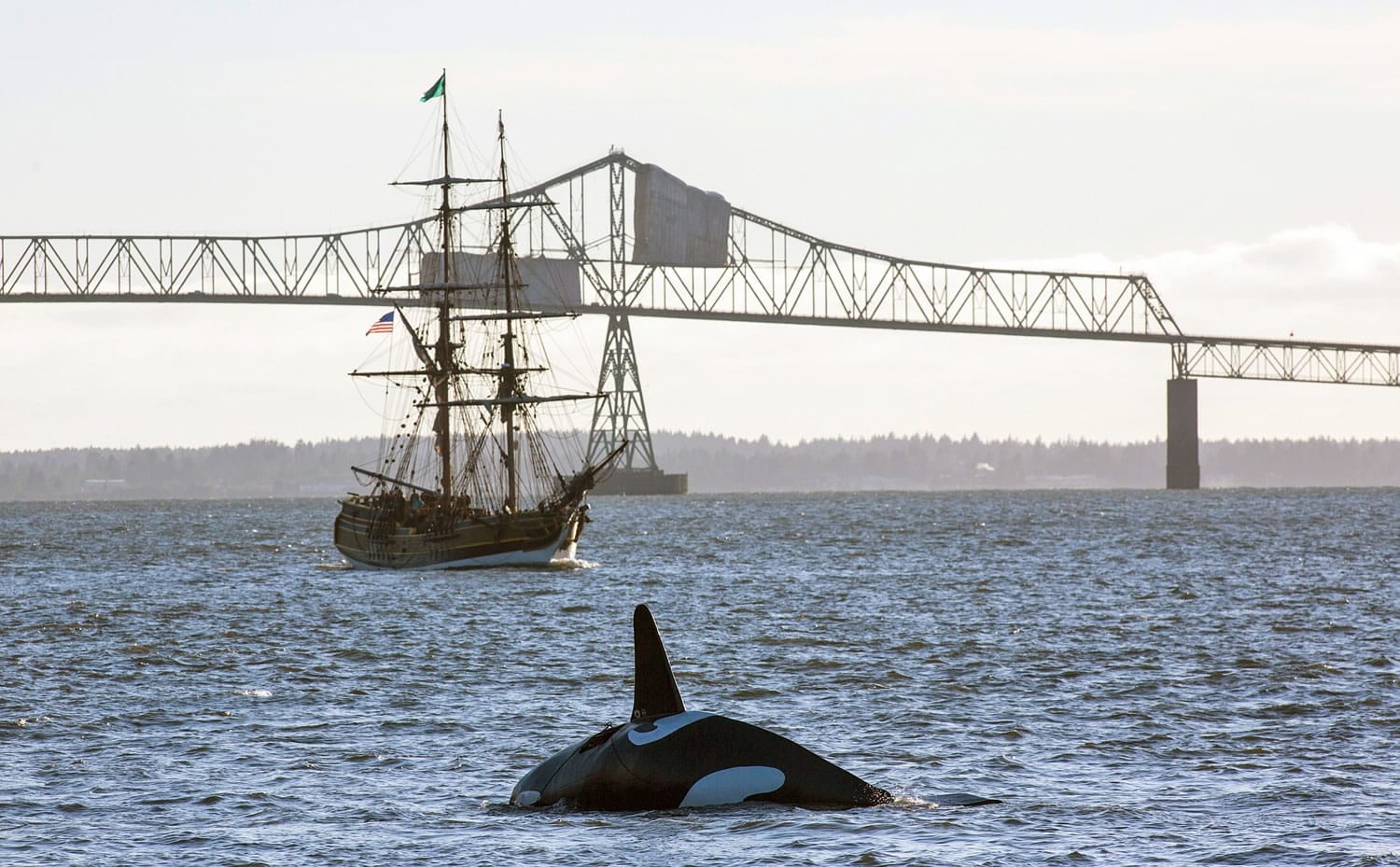 The fake life-sized fiberglass orca passes the Lady Washington as it continues down the Columbia River toward the East End Mooring Basin on Thursday in Astoria, Ore.